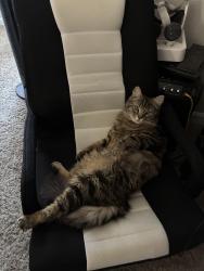 Lost Male Cat last seen Rico’s mex mex Mexican restaurant , Acworth, GA 30101