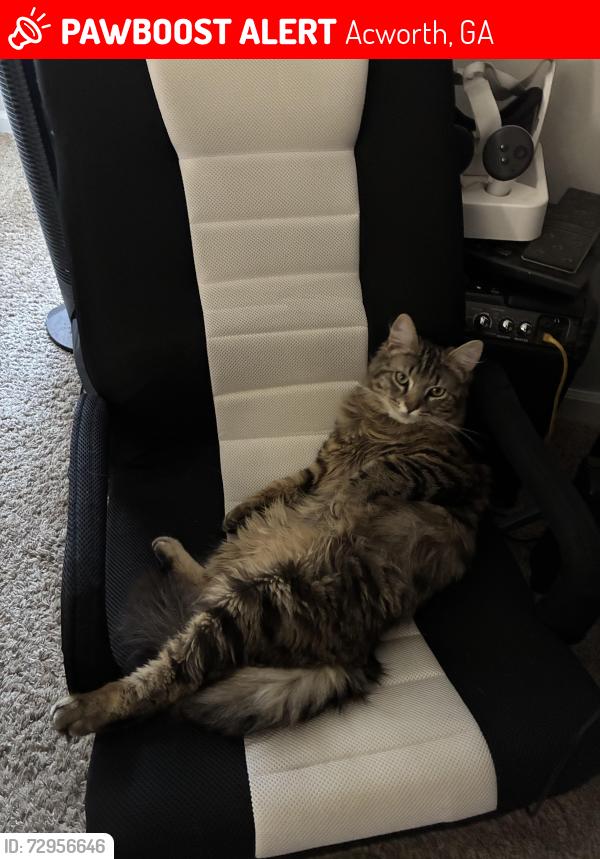 Lost Male Cat last seen Rico’s mex mex Mexican restaurant , Acworth, GA 30101
