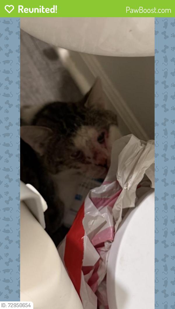 Reunited Male Cat last seen Manhattan, IL 60442, USA, Manhattan, IL 60442