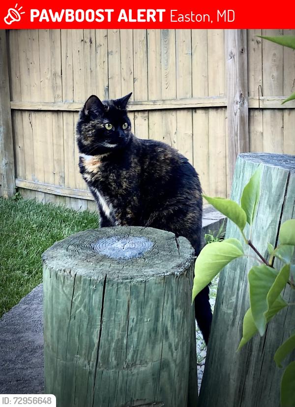 Lost Female Cat last seen Tubman Drive, Easton, MD 21601