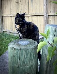 Lost Female Cat last seen Tubman Drive, Easton, MD 21601