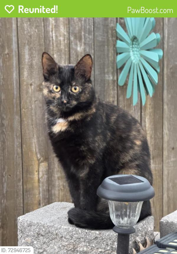 Reunited Female Cat last seen KENNEDALE HIGH SCHOOL PREFORMING ARTS CENTER, Arlington, TX 76017