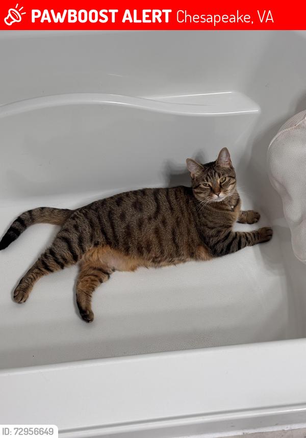 Lost Female Cat last seen Ark Royal Rd. , Chesapeake, VA 23323