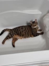 Lost Female Cat last seen Ark Royal Rd. , Chesapeake, VA 23323