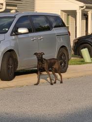 Reunited Female Dog last seen Magnolia green neighborhood, Greer, SC 29650