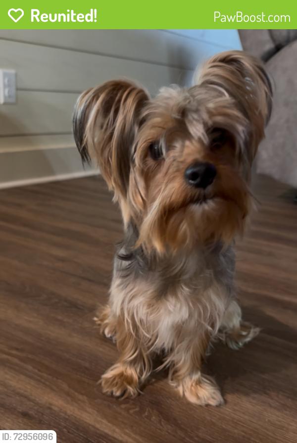 Reunited Male Dog last seen Glen ln, Bethany, LA 71007