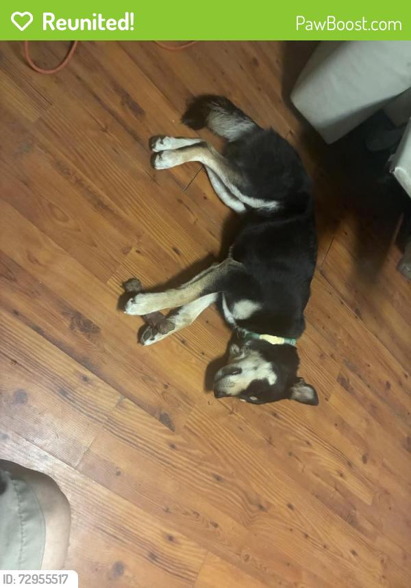 Reunited Male Dog last seen Near Juniper Crescent, Chesapeake, VA 23320, USA, Chesapeake, VA 23320