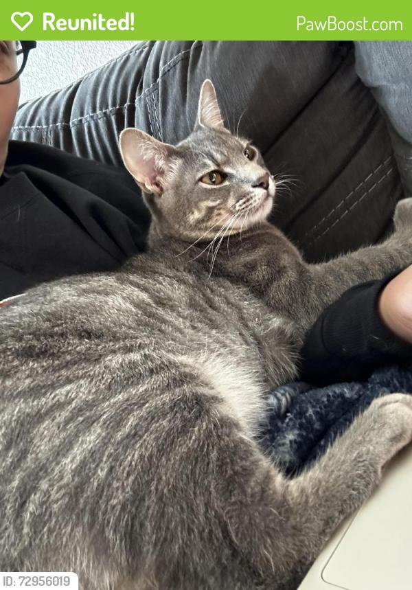 Reunited Male Cat last seen Near Grant St, Burleson, TX 76028