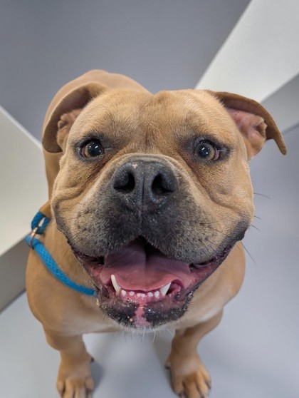 Shelter Stray Male Dog last seen Citrus County, FL 34436, Inverness, FL 34450