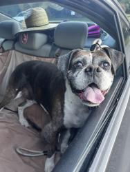 Reunited Female Dog last seen By the new park on Matthews , Johnston County, NC 27520