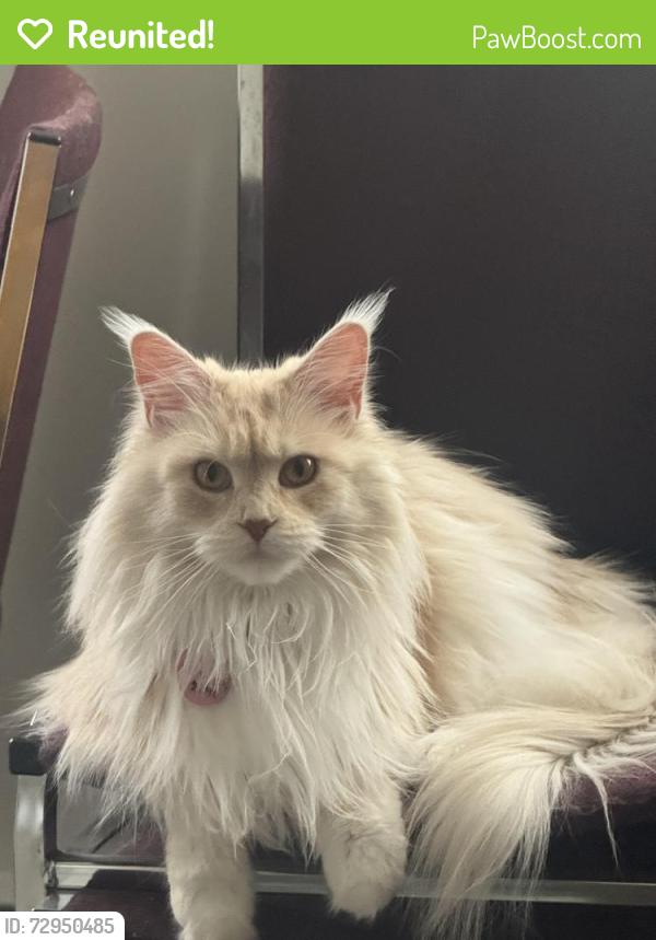 Reunited Female Cat last seen Near Maxwell pl, Winnipeg, MB R2K 0C7