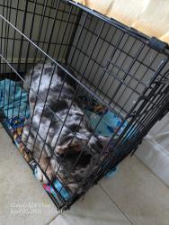 Found/Stray Male Dog last seen Norton, Port St. Lucie, FL 34953