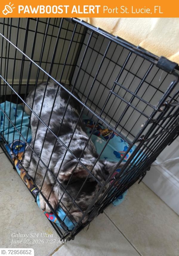 Found/Stray Male Dog last seen Norton, Port St. Lucie, FL 34953