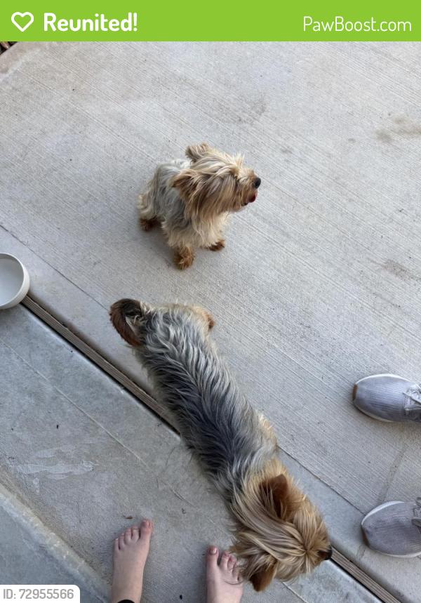 Reunited Female Dog last seen Near Crescent Cove Dr, Montgomery, TX 77356, USA, Montgomery, TX 77356