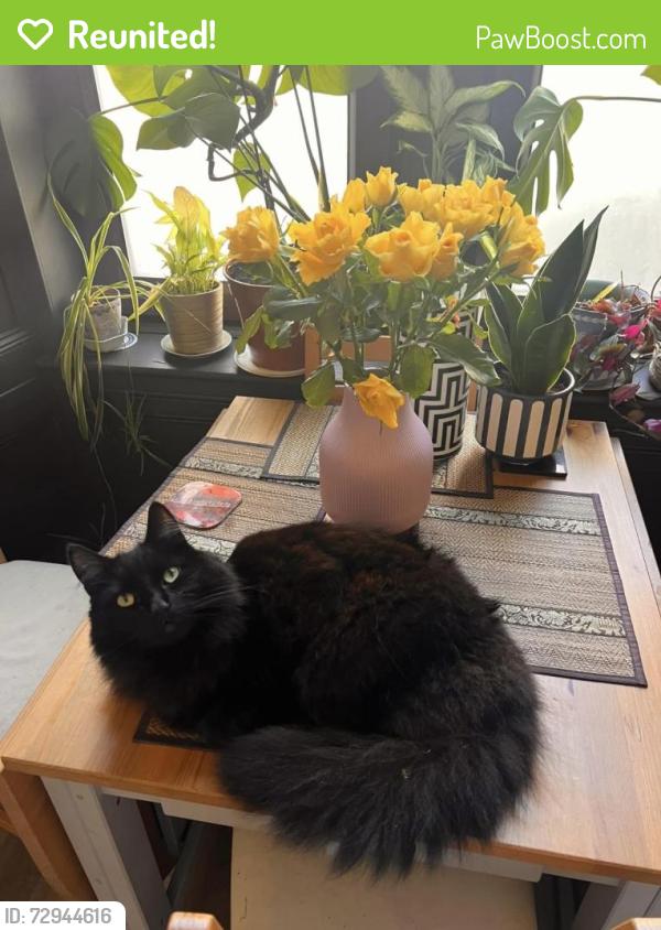 Reunited Male Cat last seen Crosshill, Glasgow City, Scotland G42 8UA