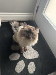 Reunited Male Cat last seen Villages of Riversixe, Windsor, ON N8S 4N2