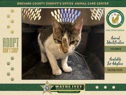 Shelter Stray Female Cat last seen Near Cambridge Drive, MIMS, FL, 32754, Melbourne, FL 32934