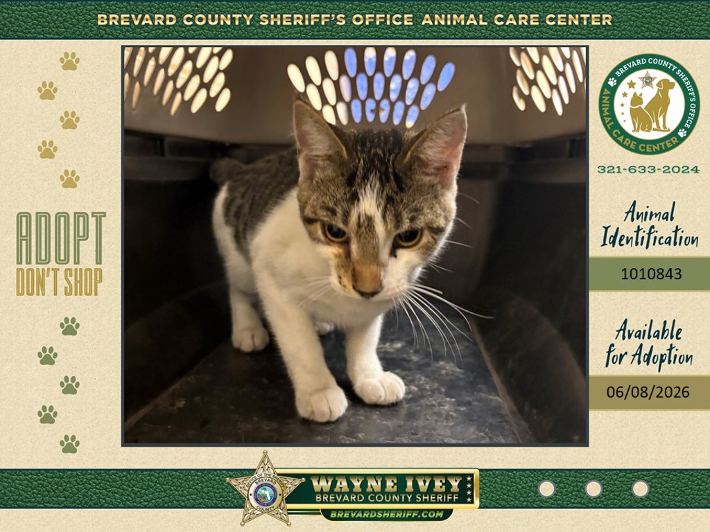 Shelter Stray Female Cat last seen Near Cambridge Drive, MIMS, FL, 32754, Melbourne, FL 32934
