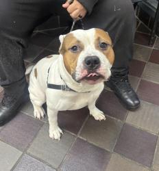 Shelter Stray Male Dog last seen NEW YORK, NY, 10029, New York, NY 10029