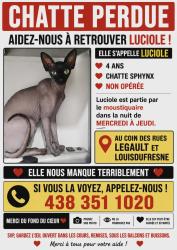 Lost Female Cat last seen Legault  louis -dufresne, Longueuil, QC J3Y 3W8