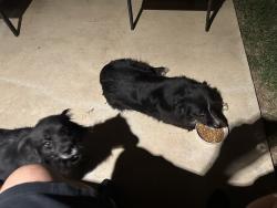 Reunited Female Dog last seen Grandbury st, Cleburne, TX 76033