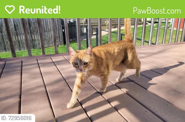 Reunited Female Cat last seen Near S Graystone Ave, Sioux Falls, SD 57103, USA, Sioux Falls, SD 57103