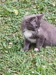 Found/Stray Unknown Cat last seen Burnett Ferry Road, Rome, GA 30165