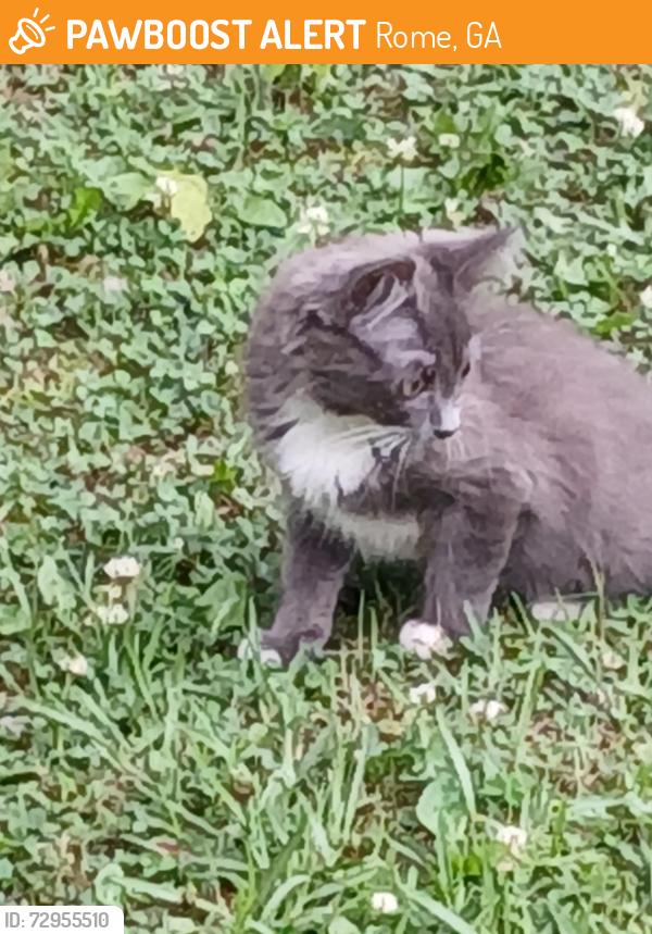 Rehomed Female Cat last seen Burnett Ferry Road, Rome, GA 30165
