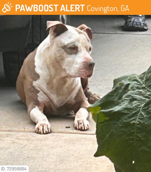 Surrendered Male Dog last seen Riverwalk Farm Subdivision , Covington, GA 30014