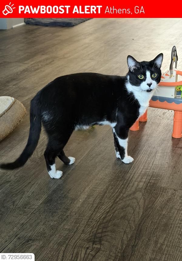 Lost Male Cat last seen Atlanta highway, Athens, GA 30606