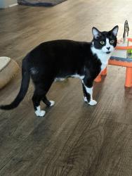 Lost Male Cat last seen Atlanta highway, Athens, GA 30606