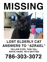 Reunited Male Cat last seen Near 137th ave in Kendall, Miami, FL 33186