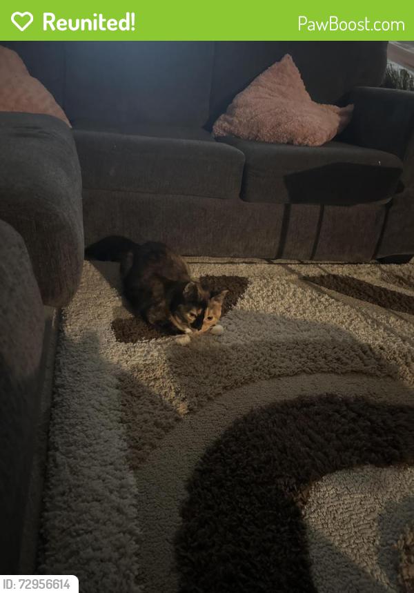 Reunited Female Cat last seen Kildare, Winnipeg, MB R2C 2X2