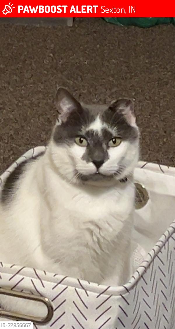 Lost Male Cat last seen N 75 E, Sexton, IN 46173
