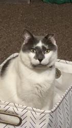 Lost Male Cat last seen N 75 E, Sexton, IN 46173