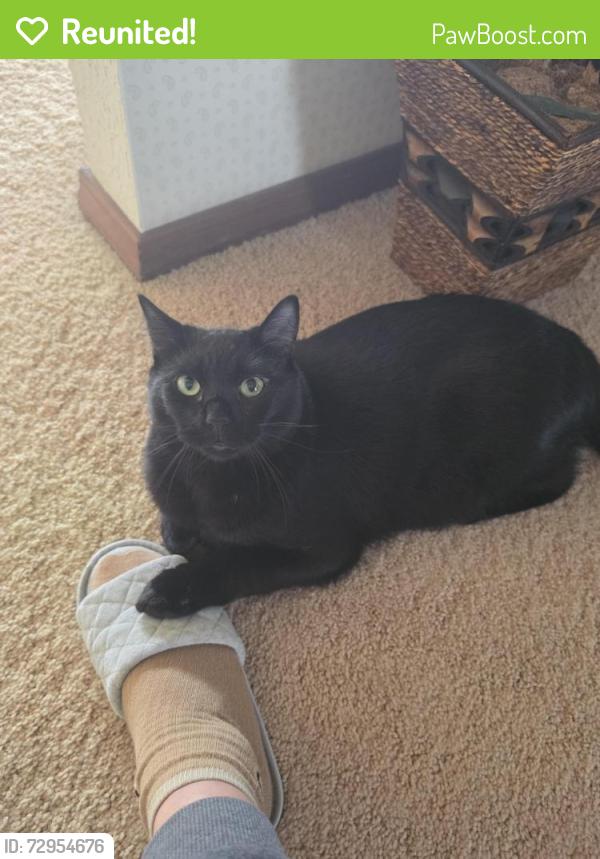 Reunited Male Cat last seen Road 36, Pasco, WA 99301