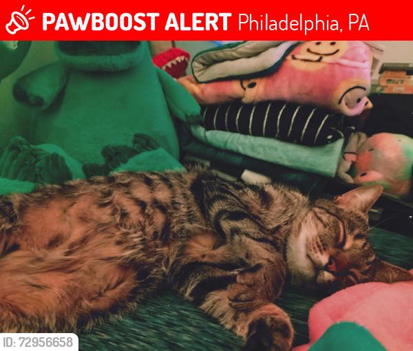 Lost Male Cat last seen Germantown Philadelphia PA, Philadelphia, PA 19144