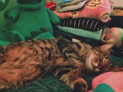 Lost Male Cat last seen Germantown Philadelphia PA, Philadelphia, PA 19144