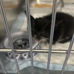 Shelter Stray Male Cat last seen , Greensboro, NC 27409