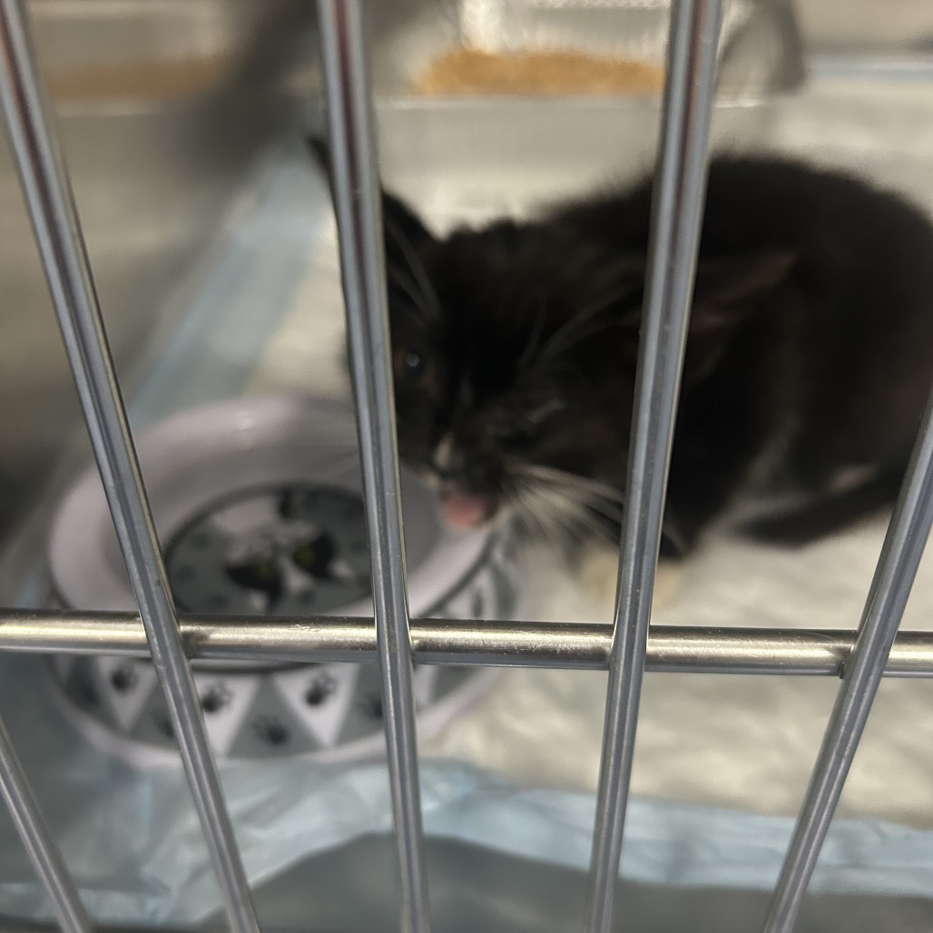Shelter Stray Male Cat last seen , Greensboro, NC 27409
