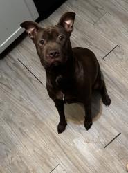 Lost Male Dog last seen Behind Earth Fare, Rock Hill, SC 29732