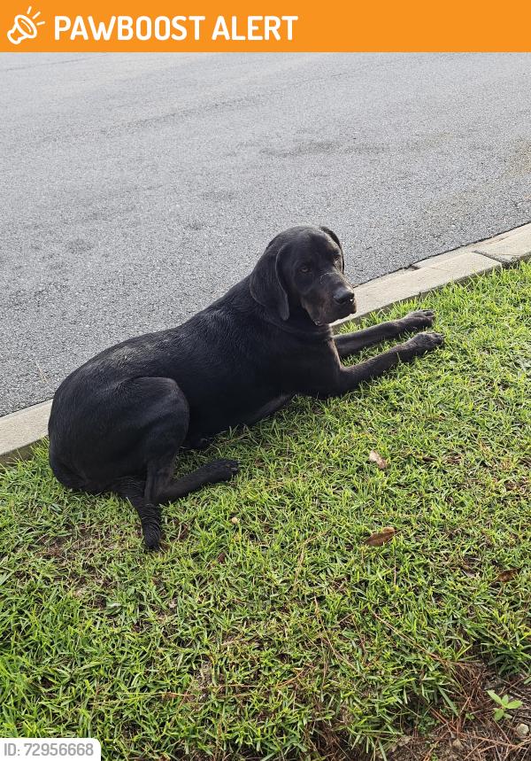 Found/Stray Female Dog last seen Sacred Heart ER on Nine Mile, Escambia County, FL 32526