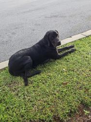 Found/Stray Female Dog last seen Sacred Heart ER on Nine Mile, Escambia County, FL 32526