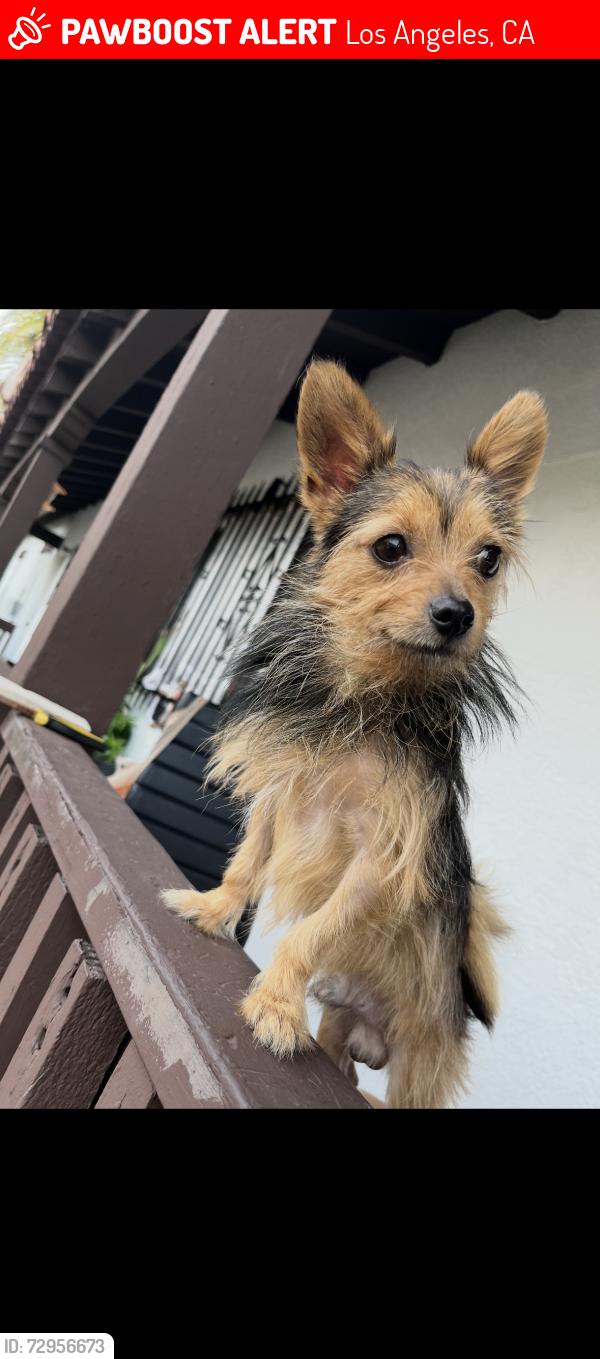 Lost Male Dog last seen Vermont /expo, Los Angeles, CA 90007