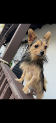 Lost Male Dog last seen Vermont /expo, Los Angeles, CA 90007