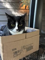Reunited Male Cat last seen Clarinbridge Apts, Kennesaw, GA 30144