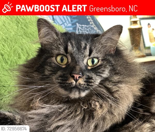 Lost Male Cat last seen Near Fleming Road back yard, Greensboro, NC 27410