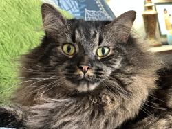 Lost Male Cat last seen Near Fleming Road back yard, Greensboro, NC 27410