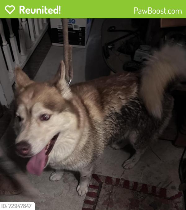 Reunited Unknown Dog last seen Lakeridge drive, Arran lakes west, Fayetteville, NC 28304