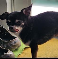 Lost Male Dog last seen Near nw 36 th ave, Miami Gardens, FL 33056